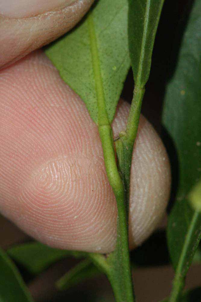              Petiole (Riverside, CA)       